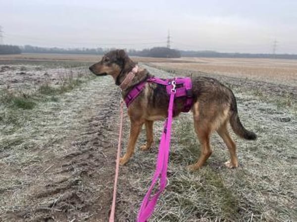 Sanfte Seele Jessy sucht ihre Familie