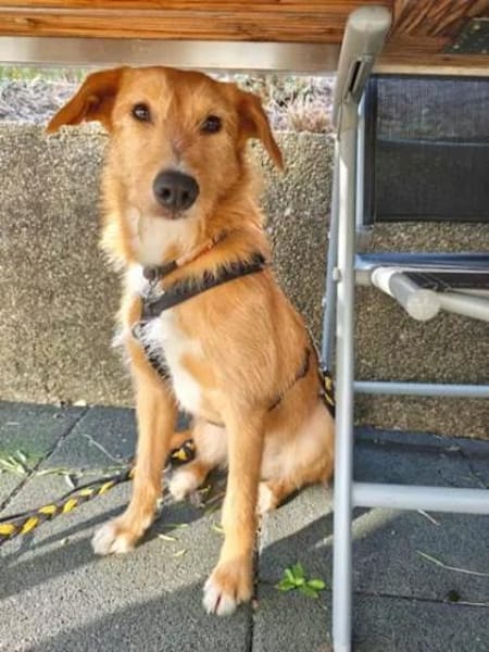 Quaglia - auf PS im Saarland