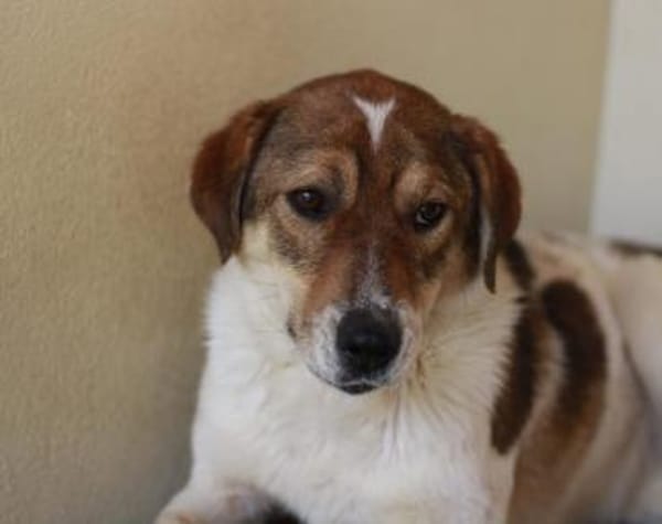 Sia sucht Menschen mit Hundeverstand