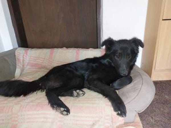 BAKU - geb.ca. 04/2022 - Schäferhund Mix