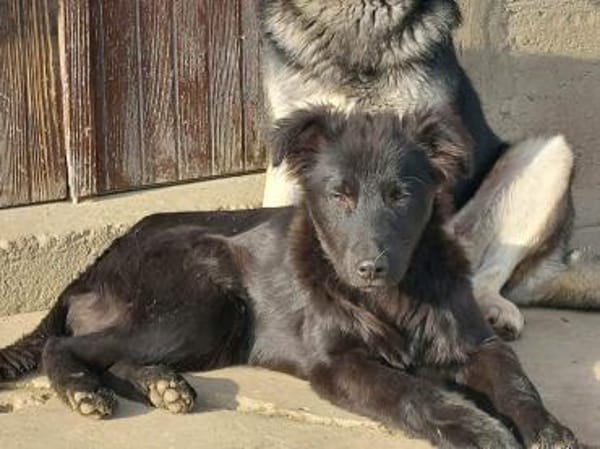 BAKU - geb.ca. 04/2022 - Schäferhund Mix