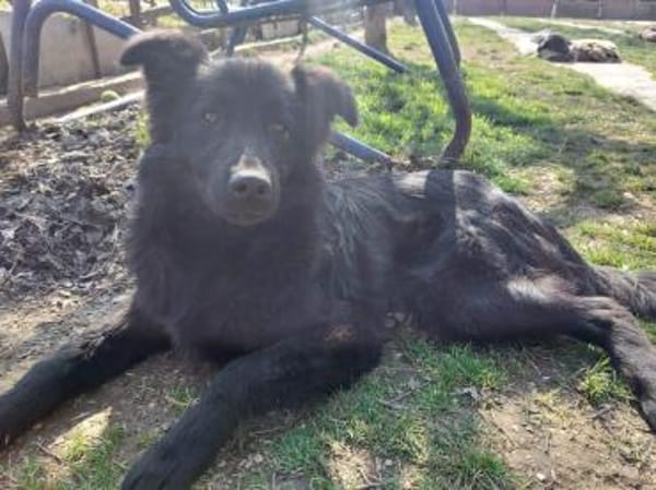 BAKU - geb.ca. 04/2022 - Schäferhund Mix