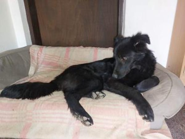 BAKU - geb.ca. 04/2022 - Schäferhund Mix