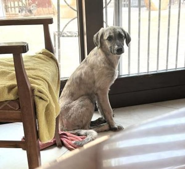 SURO - der Vorsichtige