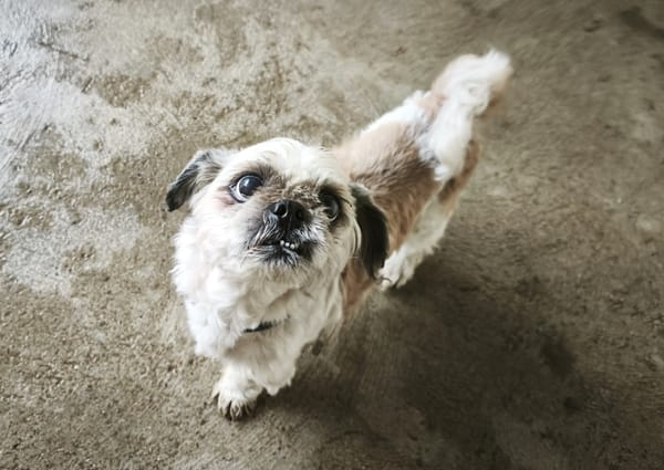 Igor ( En cours d'adoption )