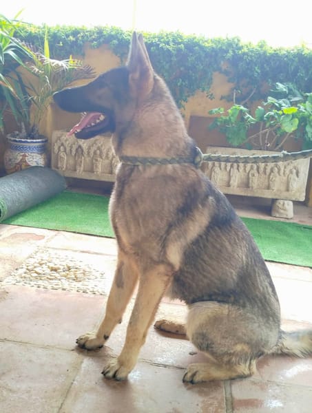 LOBITA (union animal)