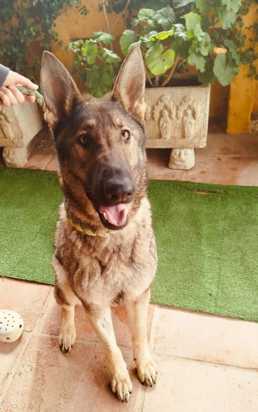 LOBITA (union animal)