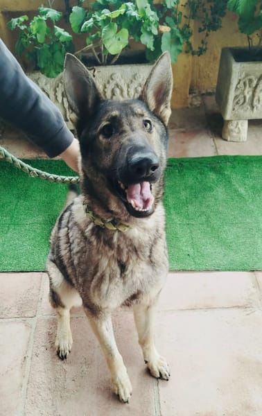 LOBITA (union animal)