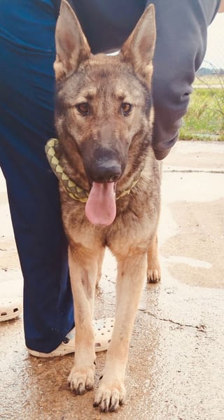 LOBITA (union animal)