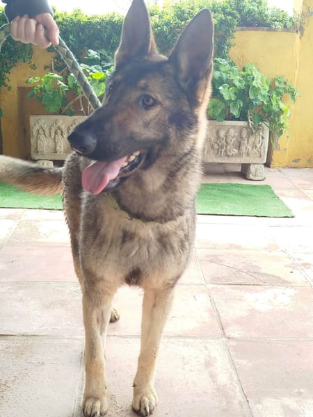 LOBITA (union animal)