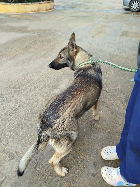 LOBITA (union animal)