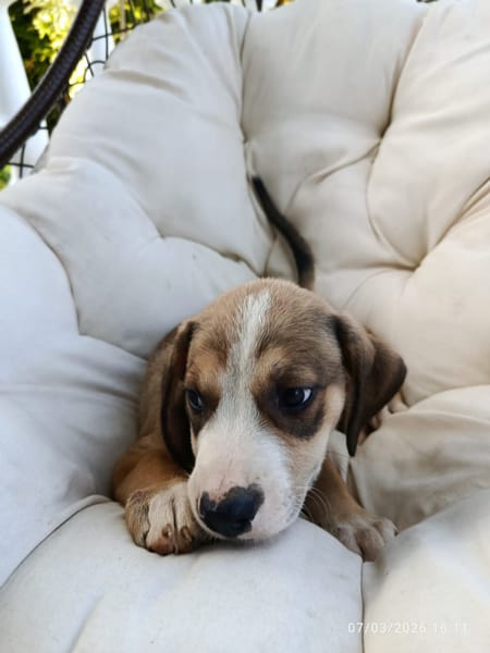 À L’ADOPTION, KINAY ,  BERGER CREOLE MÂLE TRICOLORE