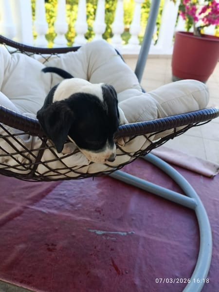 À L’ADOPTION, PATO ,  BERGER CREOLE MÂLE NOIR ET BLANC