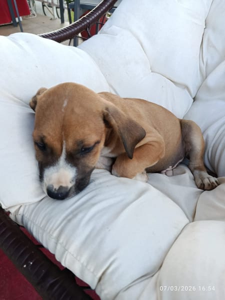 À L’ADOPTION, SONIC, BERGER CREOLE MÂLE , MARRON ET BLANC