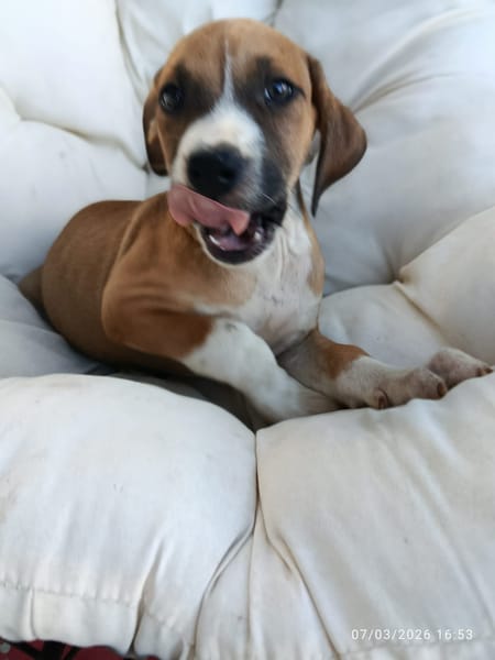 À L’ADOPTION, SONIC, BERGER CREOLE MÂLE , MARRON ET BLANC