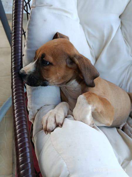 À L’ADOPTION, SONIC, BERGER CREOLE MÂLE , MARRON ET BLANC