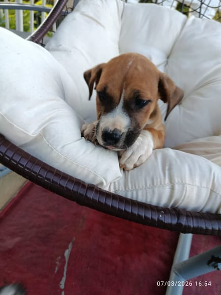 À L’ADOPTION, SONIC, BERGER CREOLE MÂLE , MARRON ET BLANC