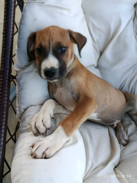 À L’ADOPTION, SONIC, BERGER CREOLE MÂLE , MARRON ET BLANC