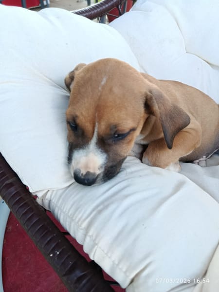 À L’ADOPTION, SONIC, BERGER CREOLE MÂLE , MARRON ET BLANC