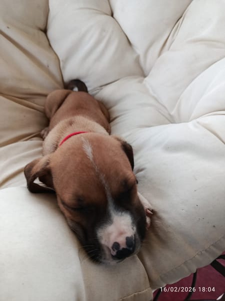 À L’ADOPTION, SONIC, BERGER CREOLE MÂLE , MARRON ET BLANC