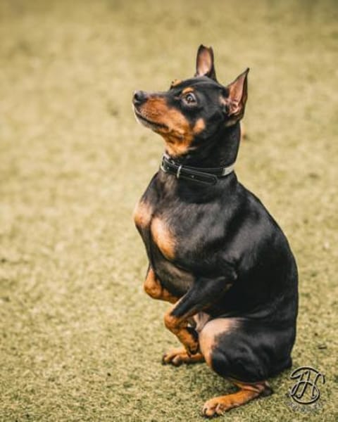 Toby13 sucht ein Zuhause