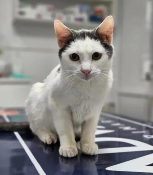 Gray Verspielter Kater sucht Familie