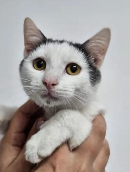 Gray Verspielter Kater sucht Familie