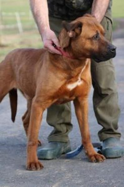 Bruno - kinderlieber Familienhund