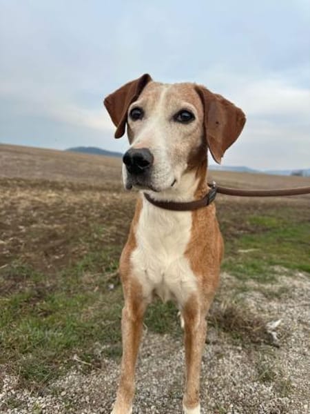 Mama Marta 6-7 Jahre sucht ihr Körbchen