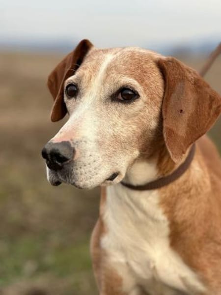 Mama Marta 6-7 Jahre sucht ihr Körbchen