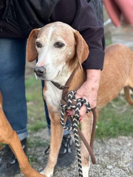 Mama Marta 6-7 Jahre sucht ihr Körbchen