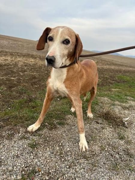 Mama Marta 6-7 Jahre sucht ihr Körbchen