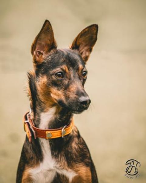 Kleine Yoko1 sucht ein Zuhause/Pflegeste