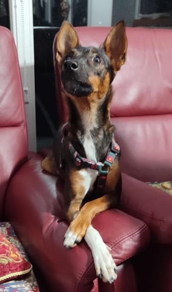 Kleine Yoko1 sucht ein Zuhause/Pflegeste