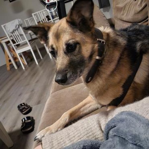 IVY- sucht ein ländliches Zuhause