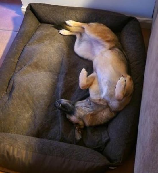 IVY- sucht ein ländliches Zuhause