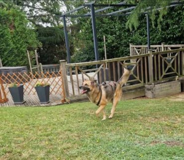 IVY- sucht ein ländliches Zuhause