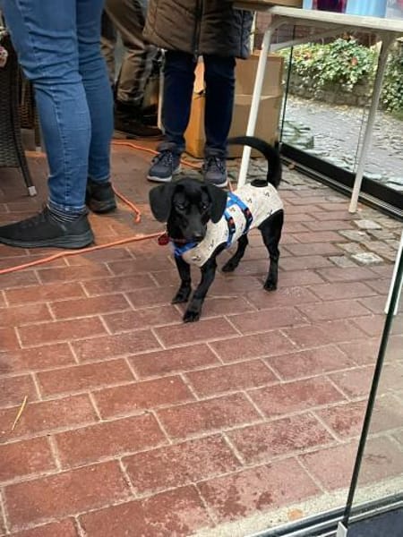 lebensfroh Jungspund sucht Familienglück