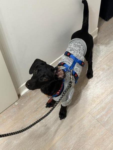 lebensfroh Jungspund sucht Familienglück