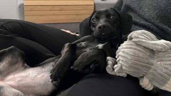 lebensfroh Jungspund sucht Familienglück