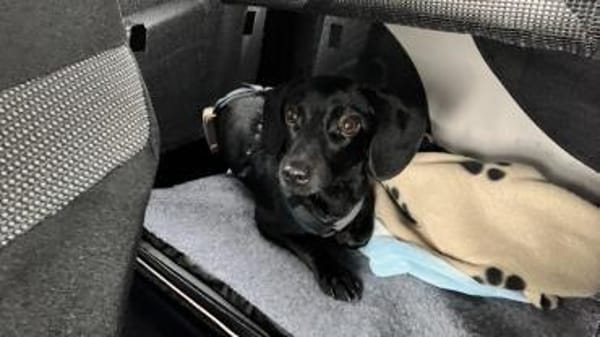 lebensfroh Jungspund sucht Familienglück