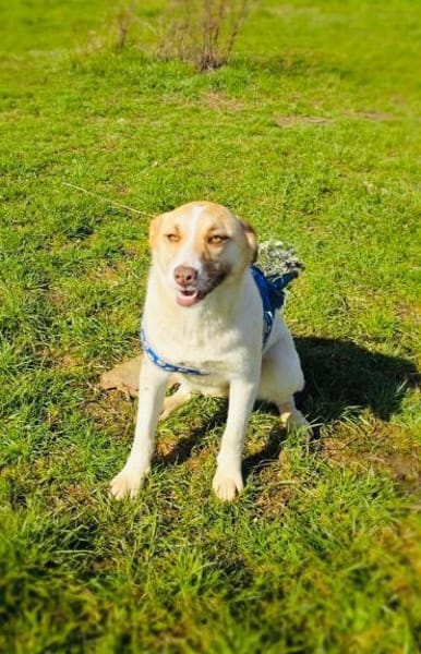 Zita eine wunderschöne Hündin