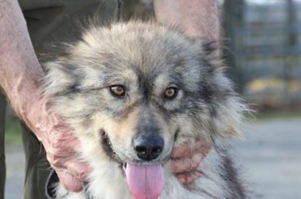 Liria - sehr zutraulich u. unkompliziert