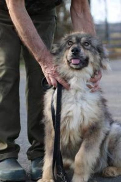 Liria - sehr zutraulich u. unkompliziert