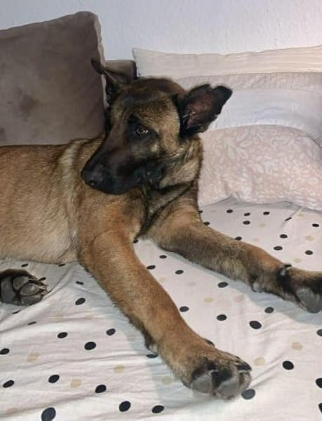 Hübsche Arya sucht ihre Menschen