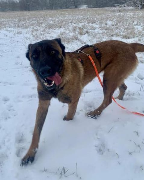 Hübsche Arya sucht ihre Menschen