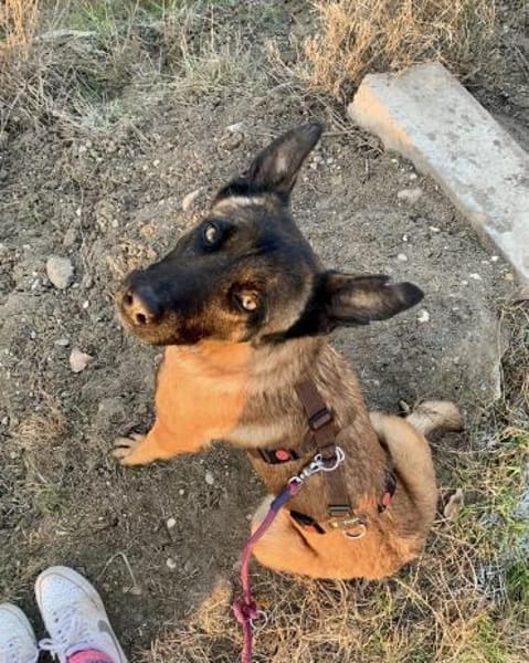 Hübsche Arya sucht ihre Menschen