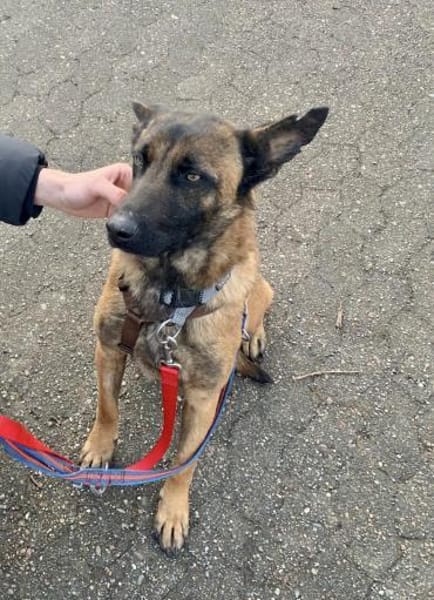 Hübsche Arya sucht ihre Menschen