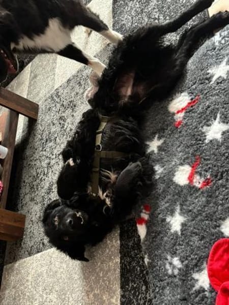 schüchterner lieber Bean sucht ...