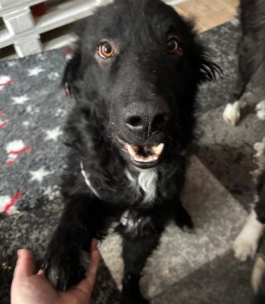 schüchterner lieber Bean sucht ...